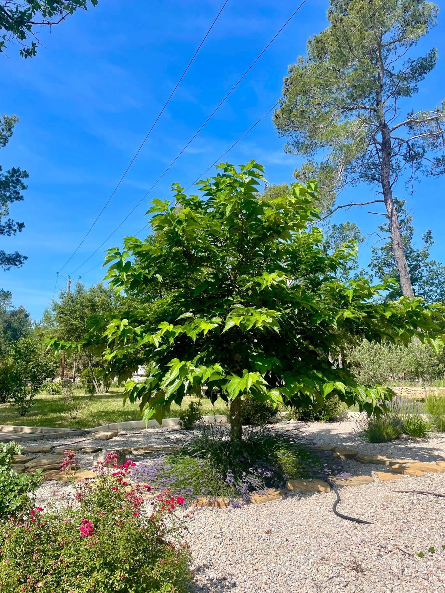 Superbe Villa Seillans La Grande Bastide Avec Piscine, Jardin, Climatisation Et Salle De Sport Eksteriør billede