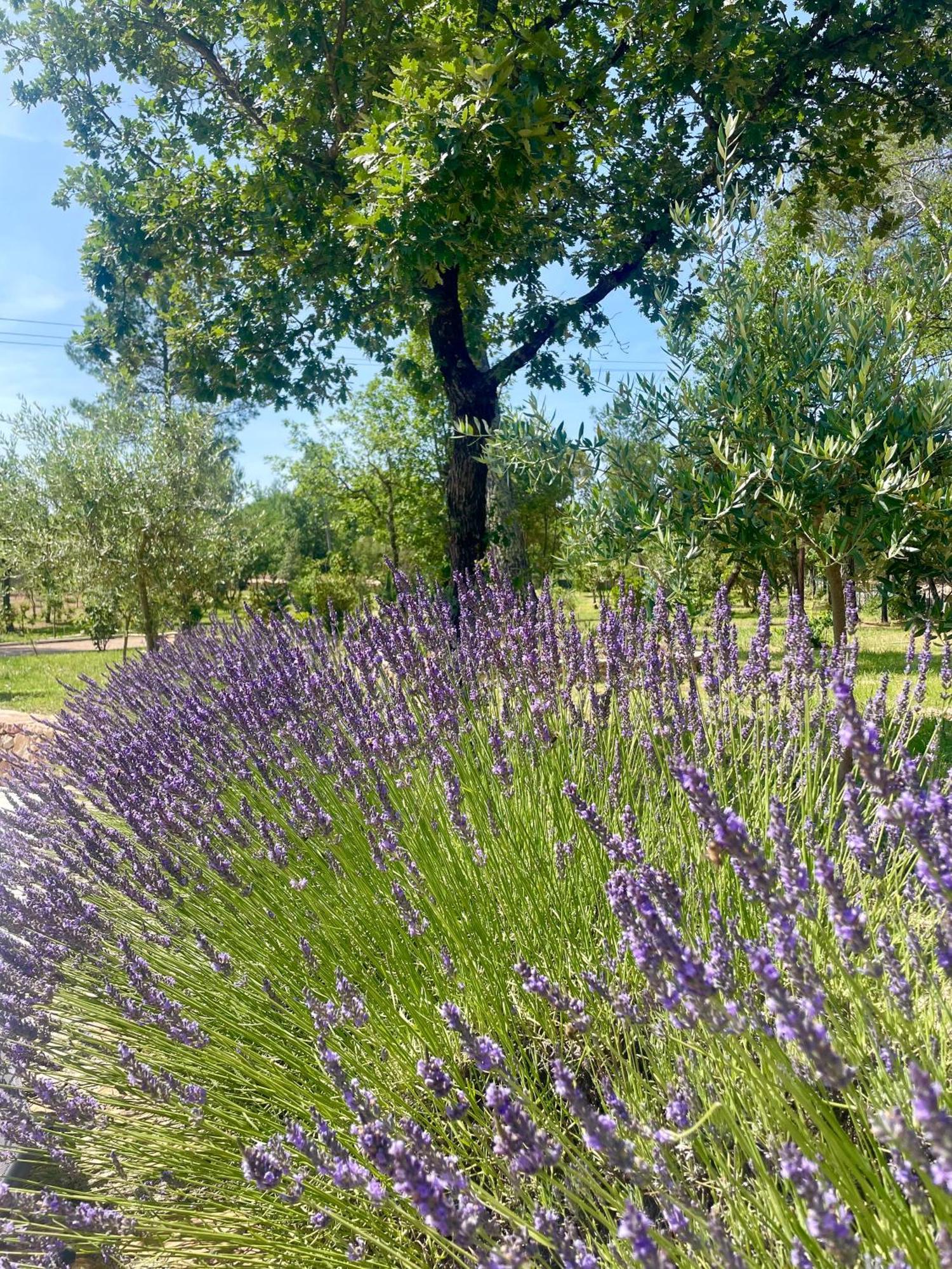 Superbe Villa Seillans La Grande Bastide Avec Piscine, Jardin, Climatisation Et Salle De Sport Eksteriør billede